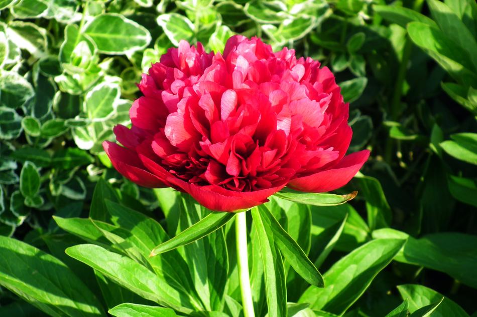 Flower Peony Spring