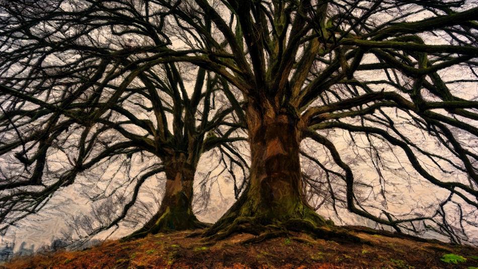 Ent Treant Trees
