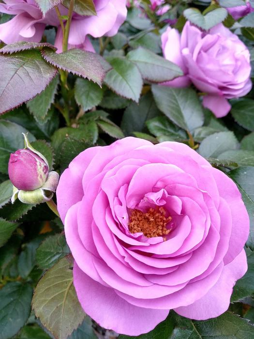 Flower Leaf Rose