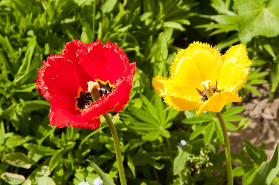Tulips Flowers nature macro blur