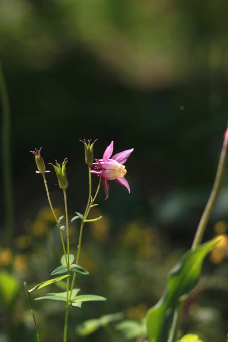 Nature Plants Flowers