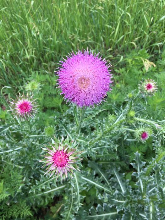 Thistle Flower Plant