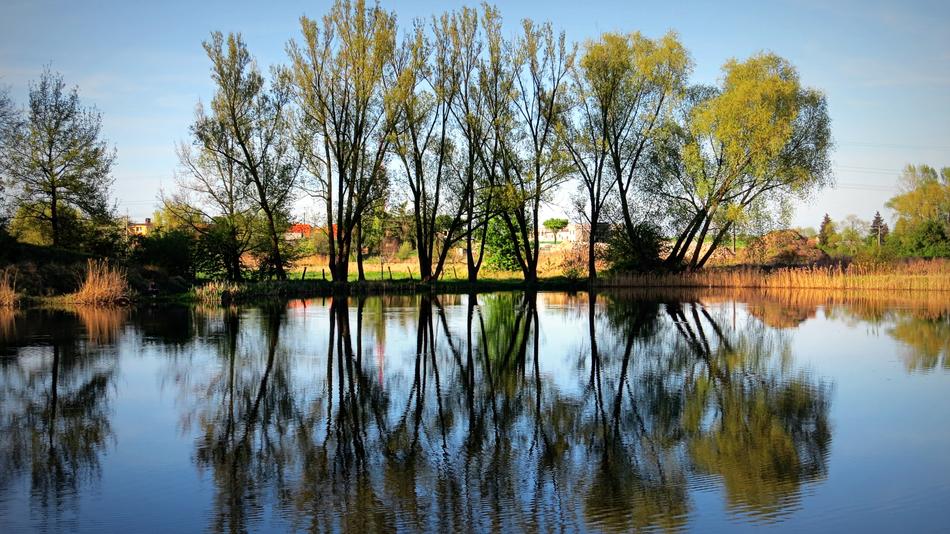 lake trees trees landscape beautiful