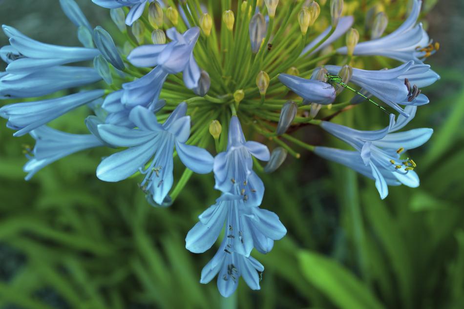 Flower Agapanthus Bloom