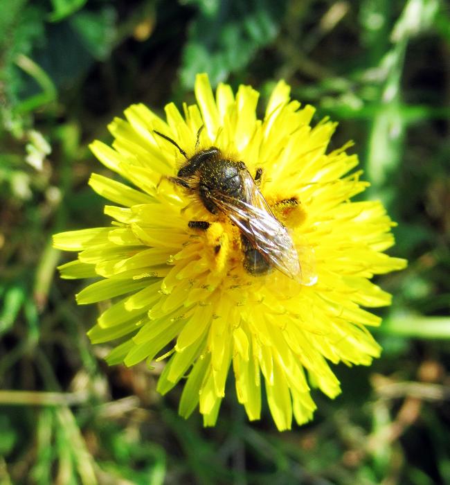 Garden Spring Flower