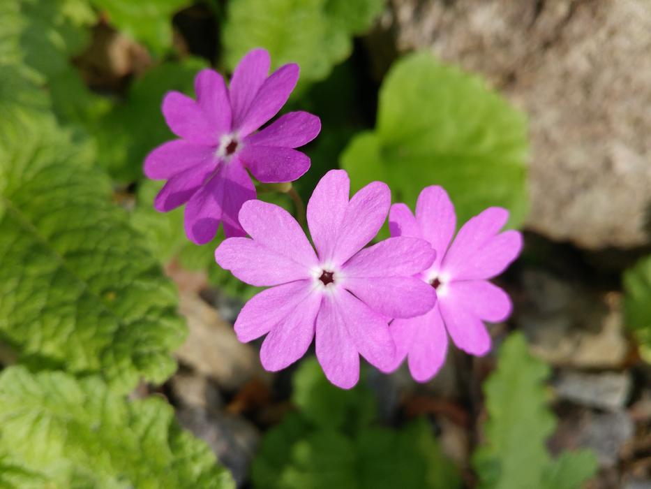 Flowers Nature Plants
