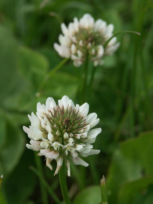 Nature Plant Summer