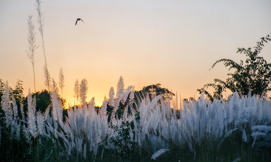 Landscape Evening Time