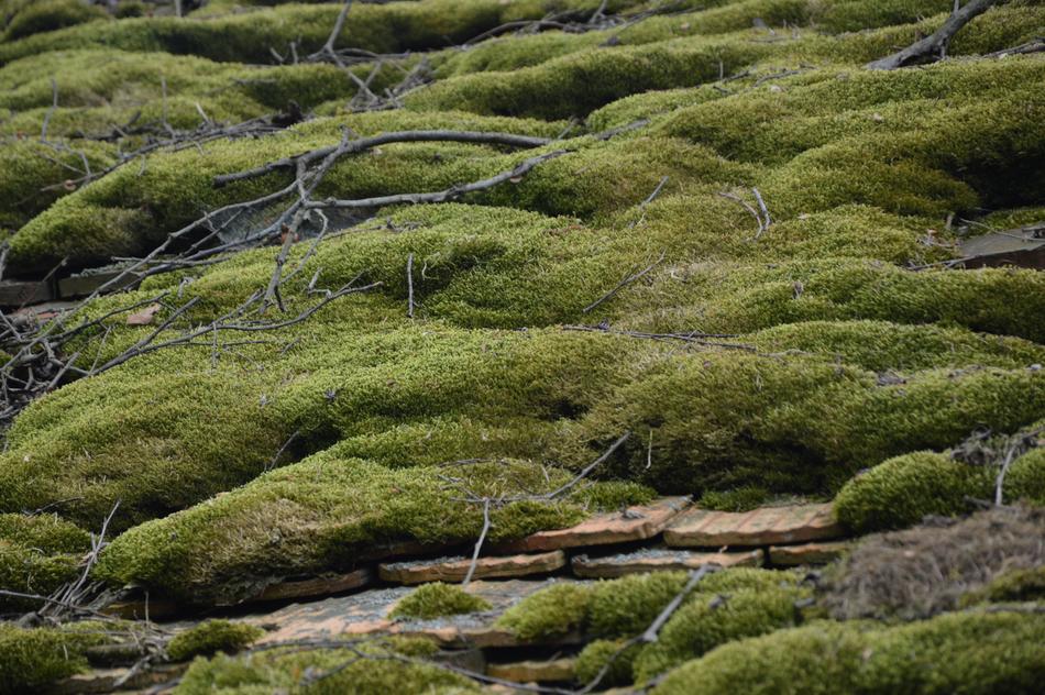 Nature Roof