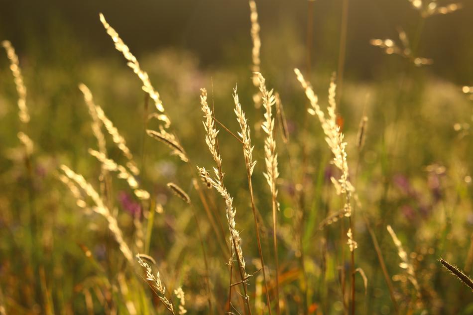 yellow wheat is beautiful