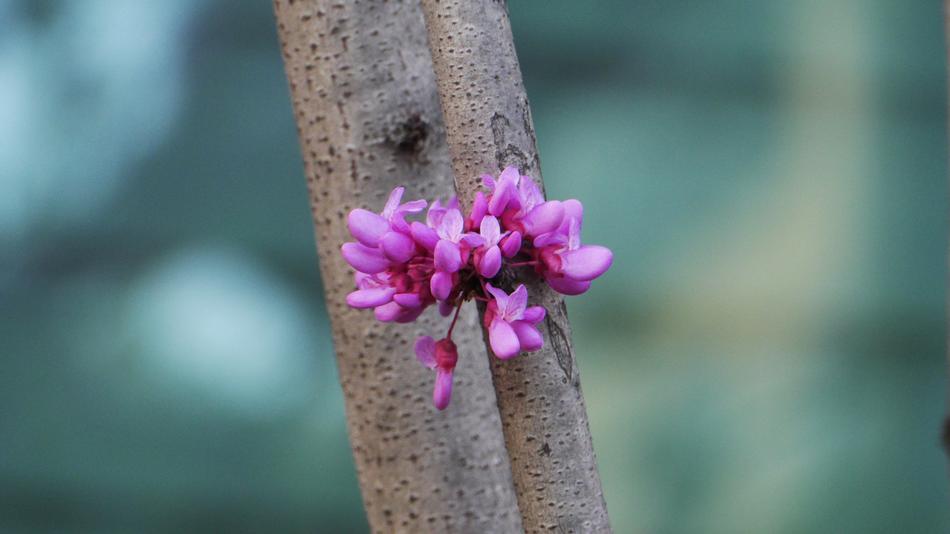 Nature Flowers Outdoors