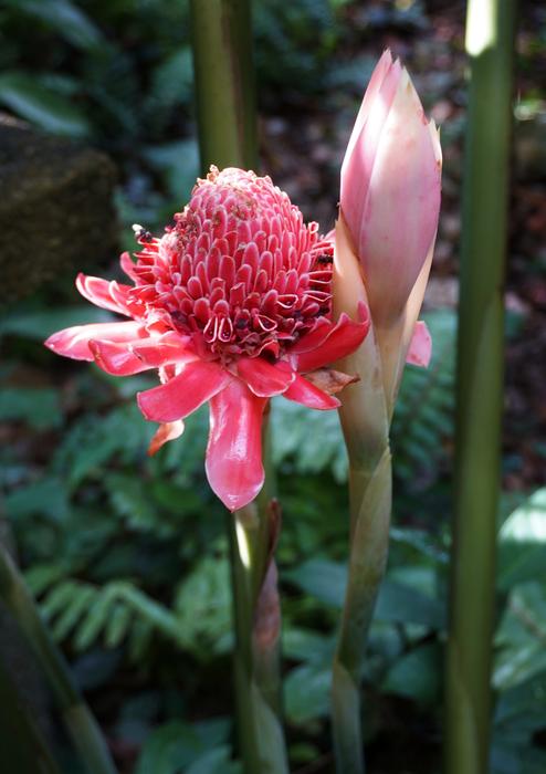 tropical flower on the island