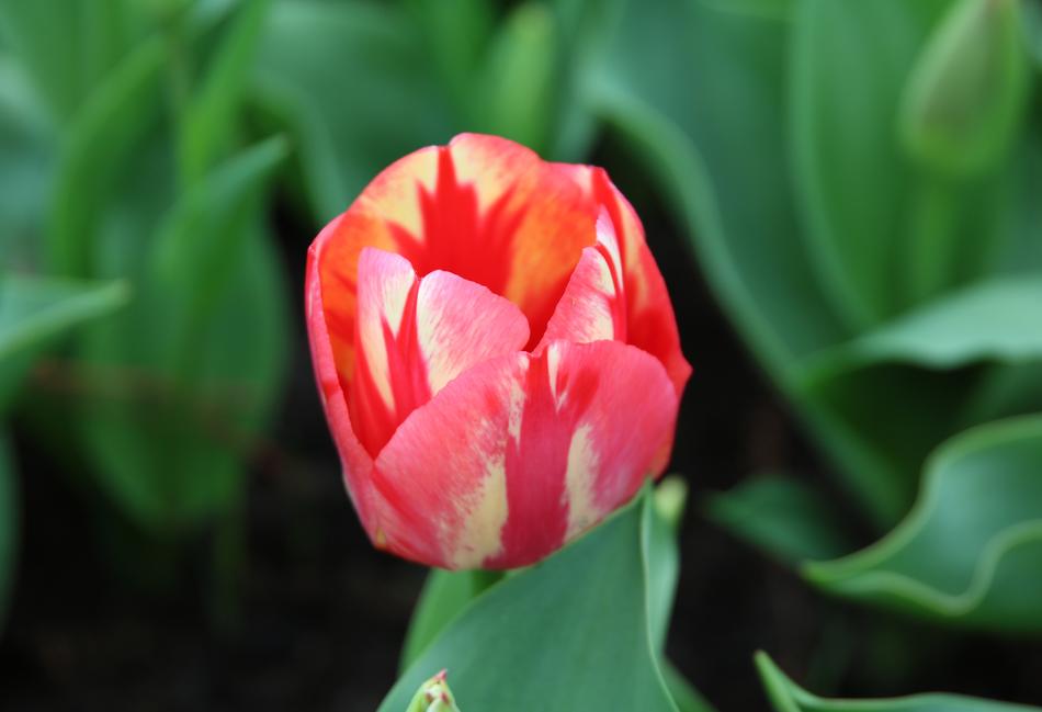 Nature Plant Flower