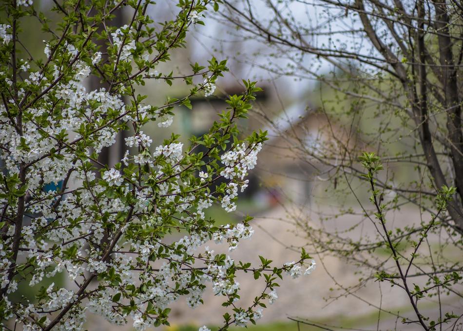 Tree Nature Plant