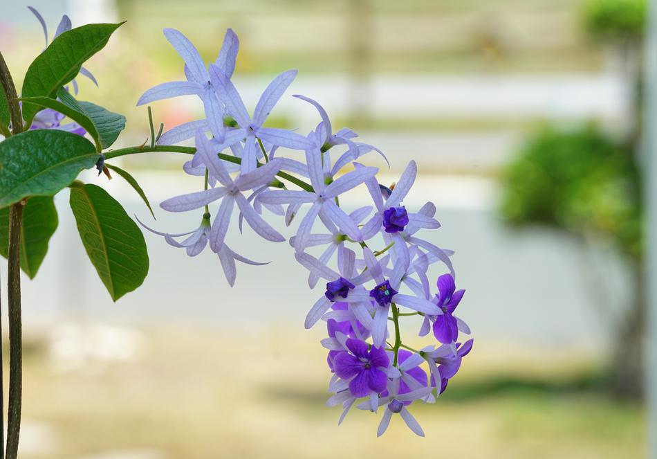 Petrea Queen'S Wreath Flower