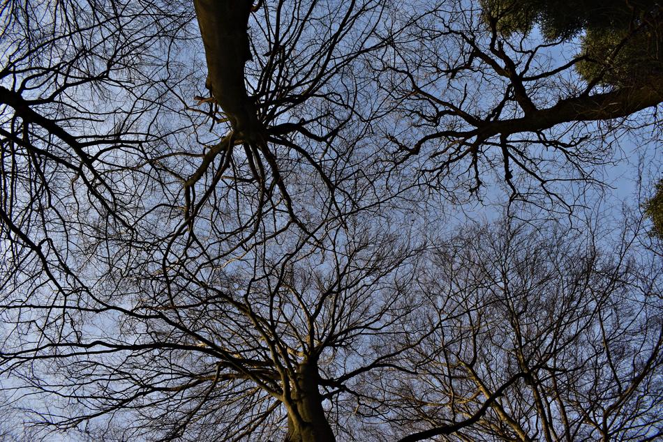 Trees Nature Forest