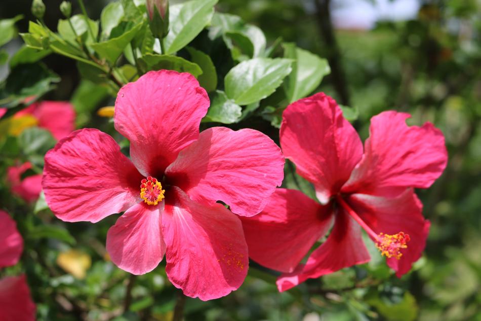 Flower Nature Garden
