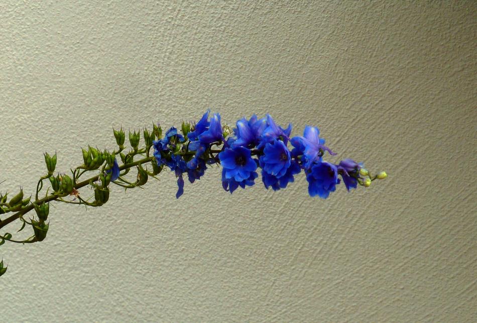 Blossom Bloom Flower