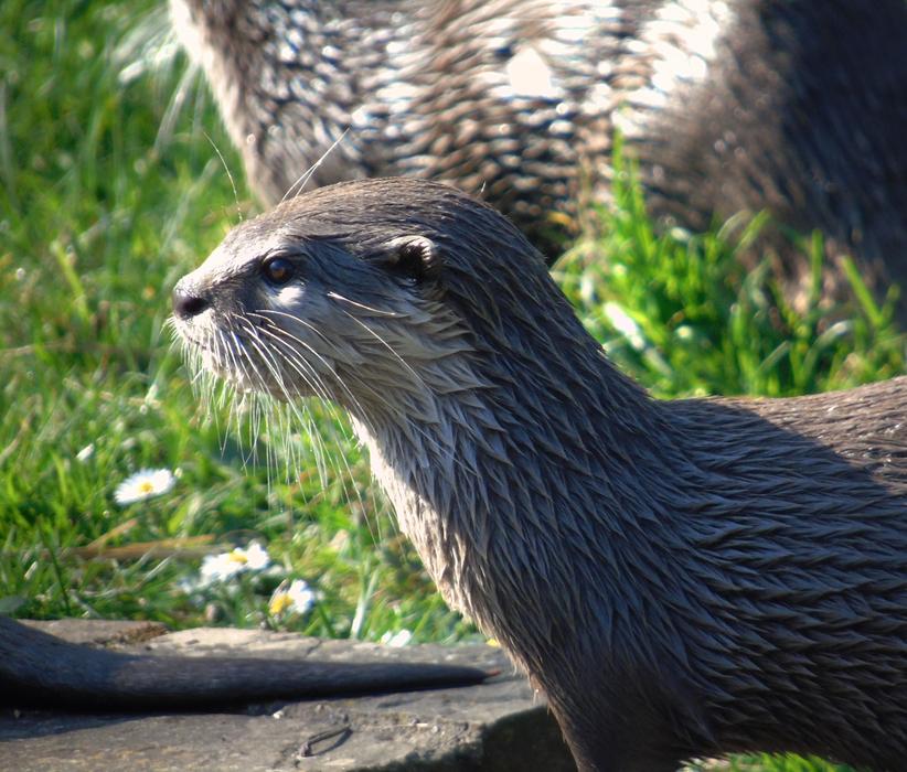 Wildlife Nature Mammal