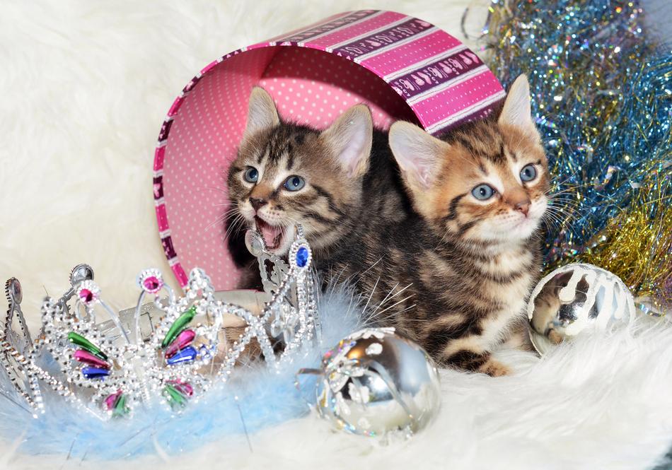 Kurilian Bobtail Kittens Animal