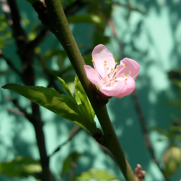 Flower Nature Outdoors