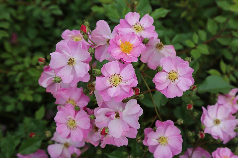 Flower Nature