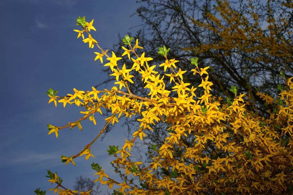 Gold Lilac Forsythia Branches