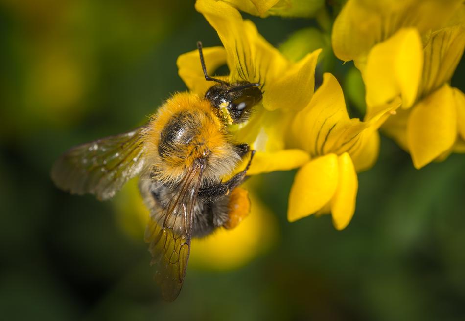 Nature Bee Insect