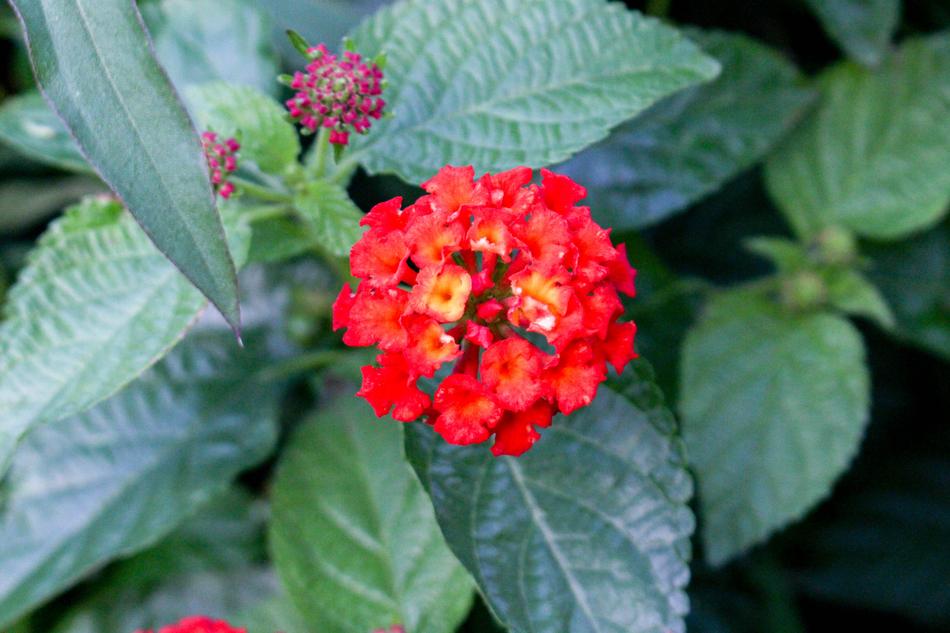 Nature Leaf Flora