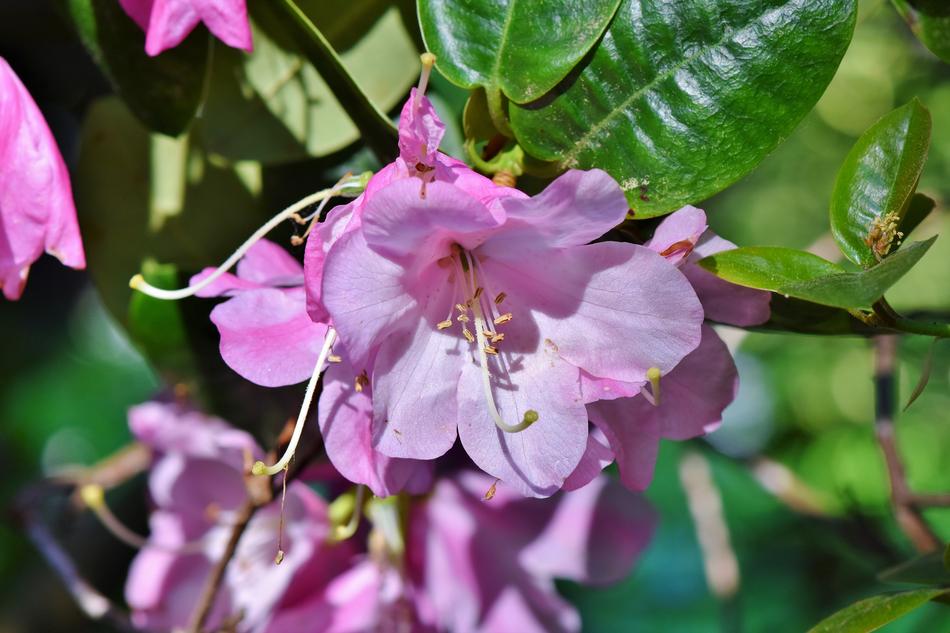 Rhododendron Buds
