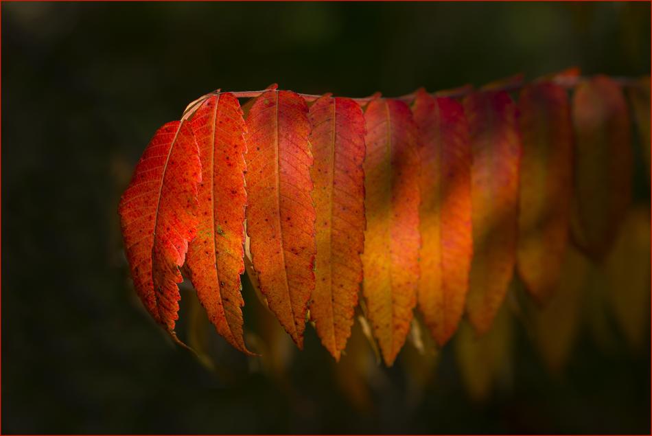 No Person Desktop Background Color