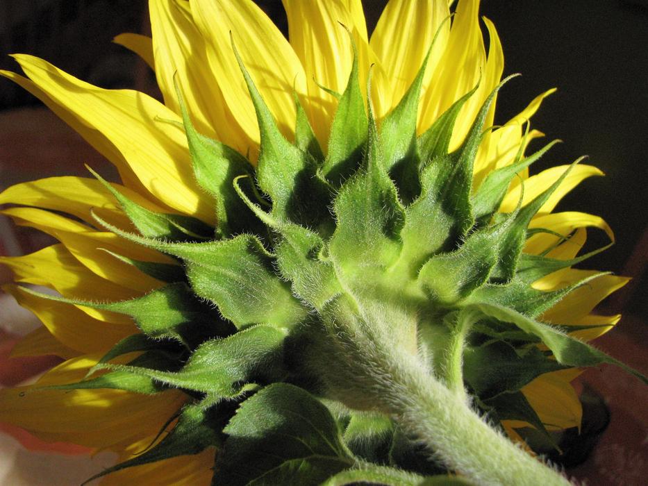 Nature Plant Summer