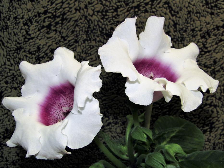 Flower Plant Nature