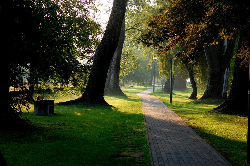 Park Forest Nature