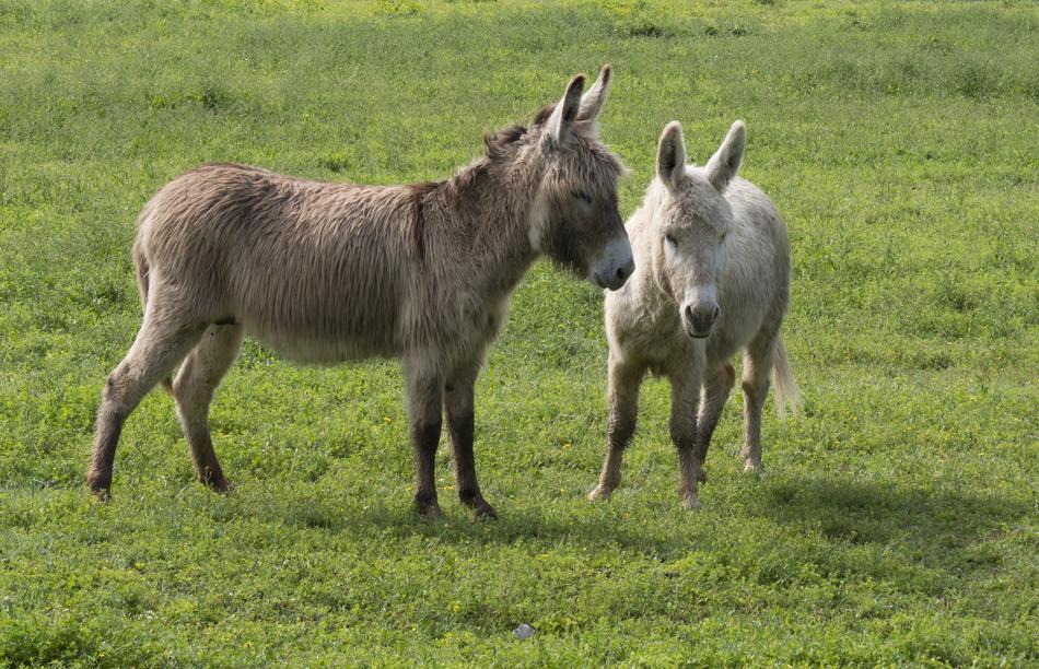 White Ass Donkey