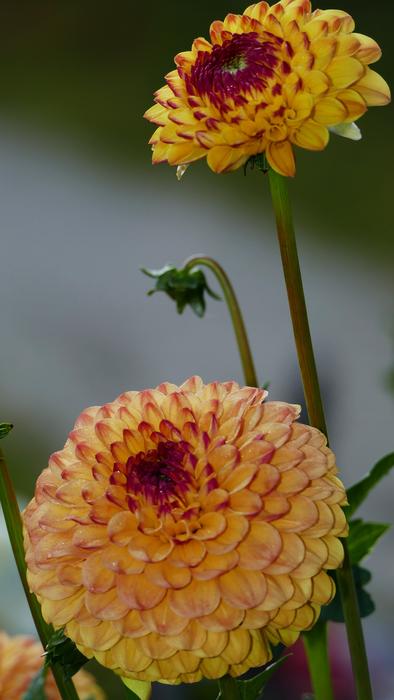 Nature Garden Flowers
