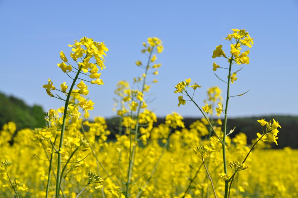 Oilseed Rape Yellow Field Of