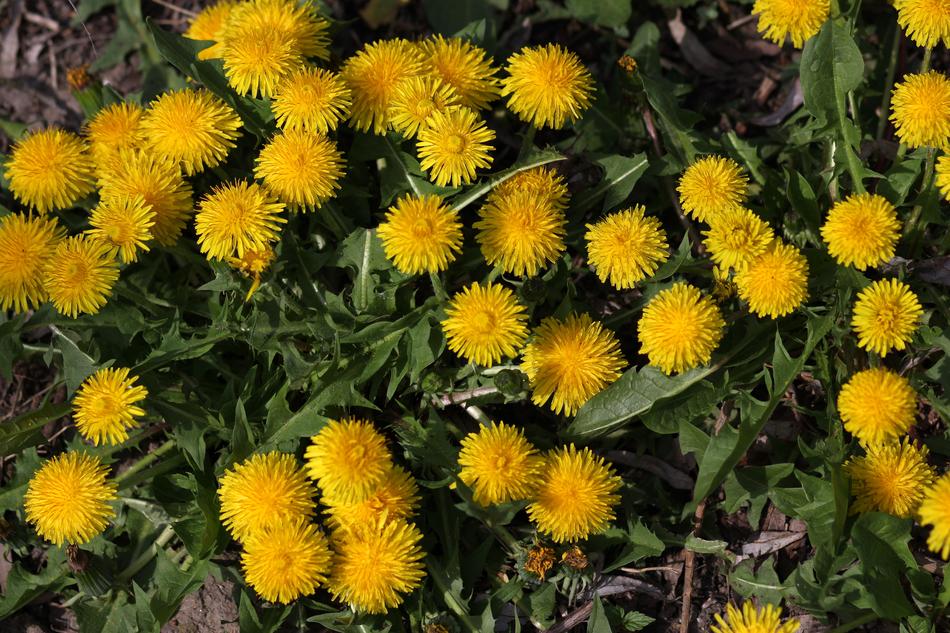 Dandelion Yellow Flower