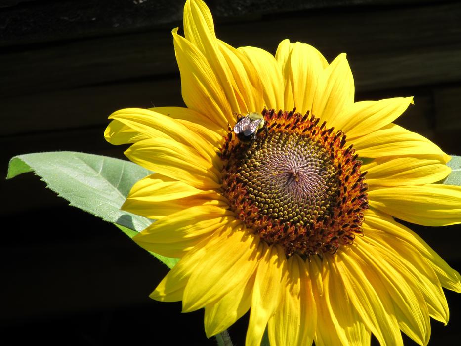 Sunflower Bee Nature