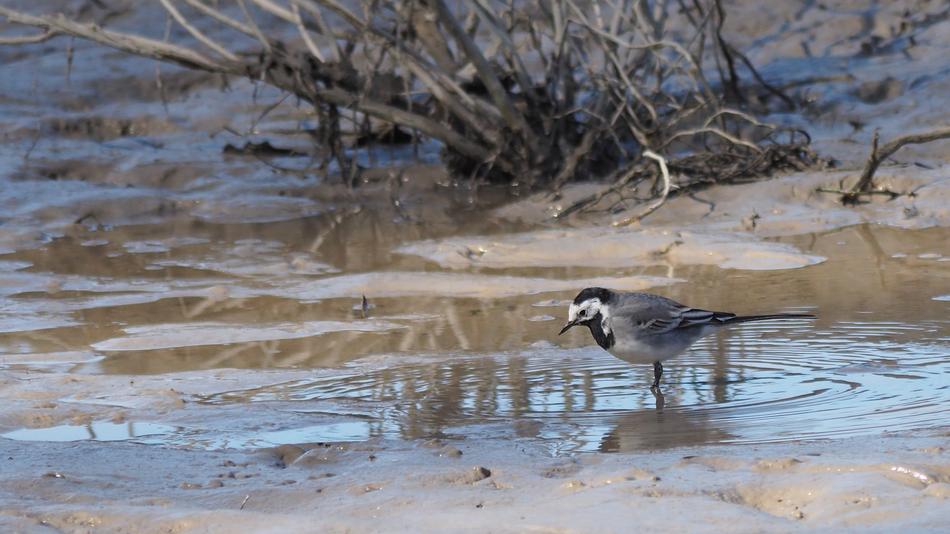 Nature Animals Birds