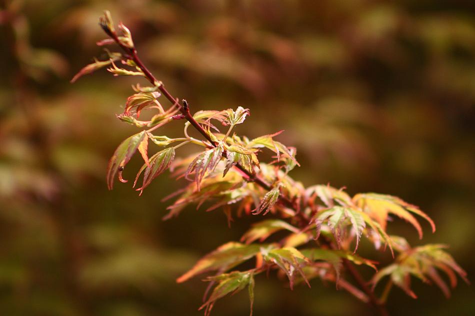 foliage branch tree orange