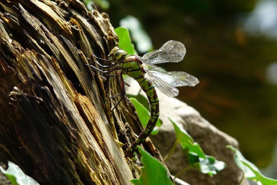 Dragonfly Nature Insect