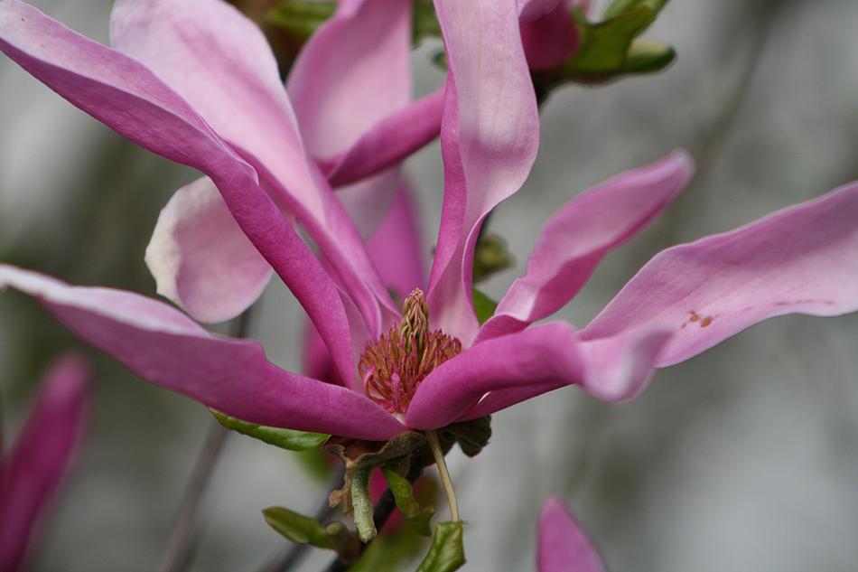 Flower Plant Nature