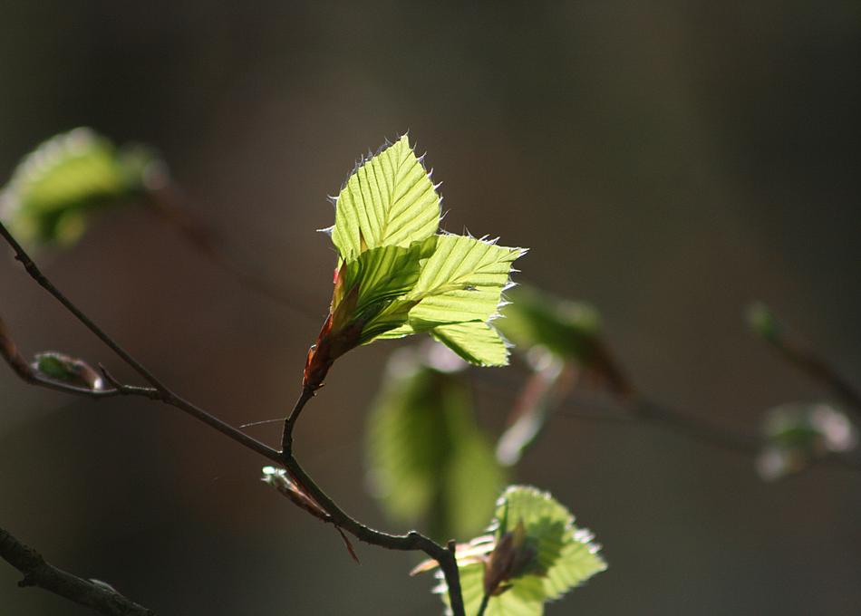 Leaf Plant Nature