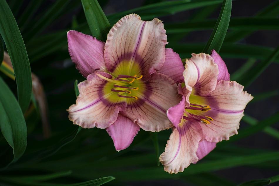 Nature Flower Flora