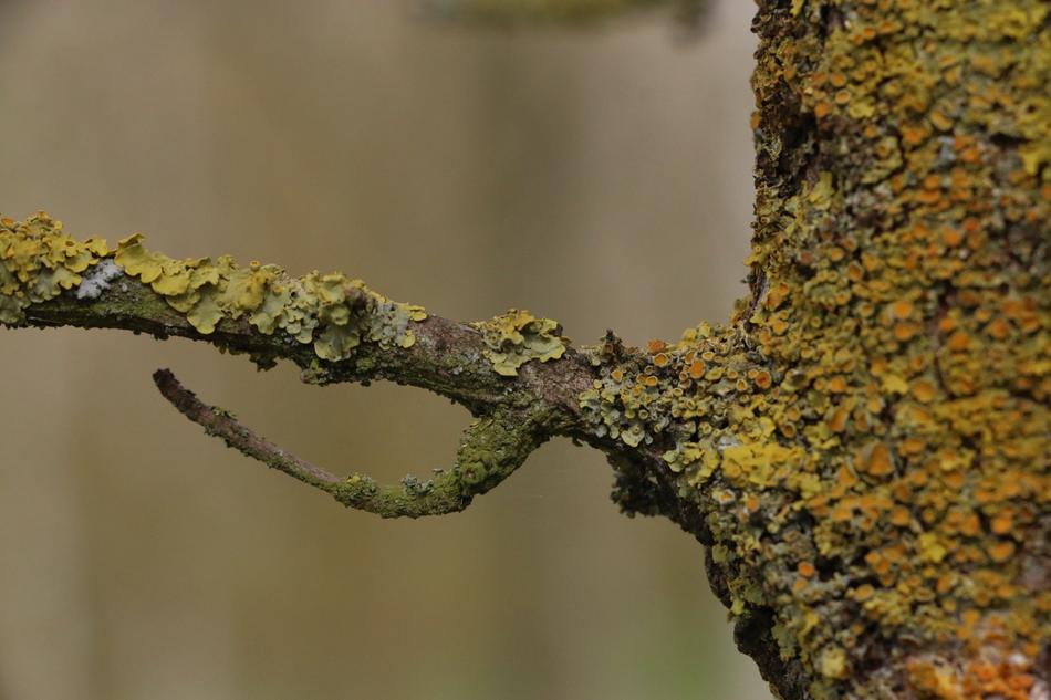 Nature Macro Tree