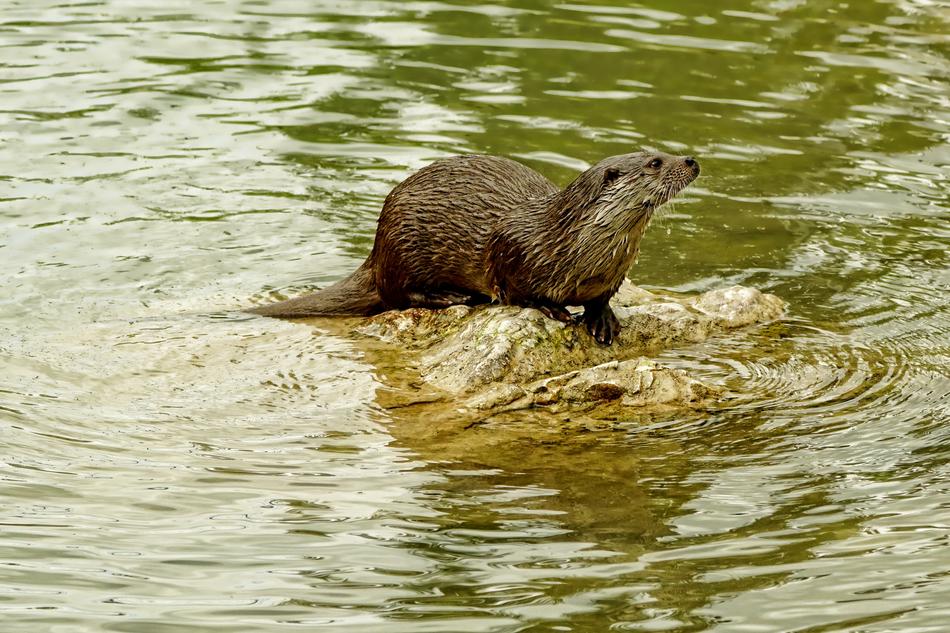 a cute beaver in the lake