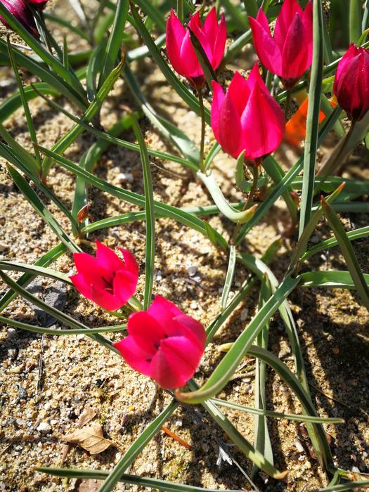 Flower Nature Plant