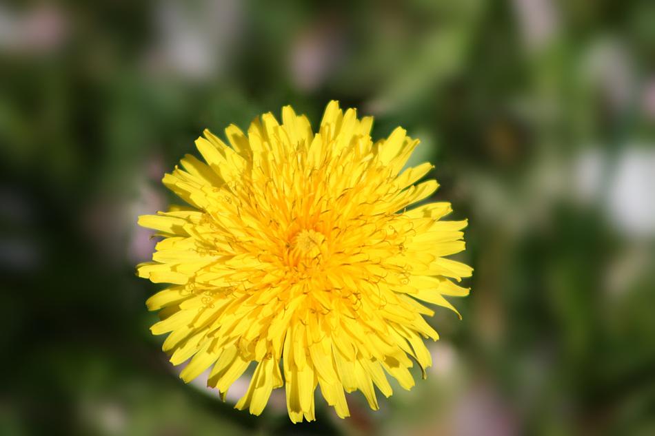 Nature Flower Plant