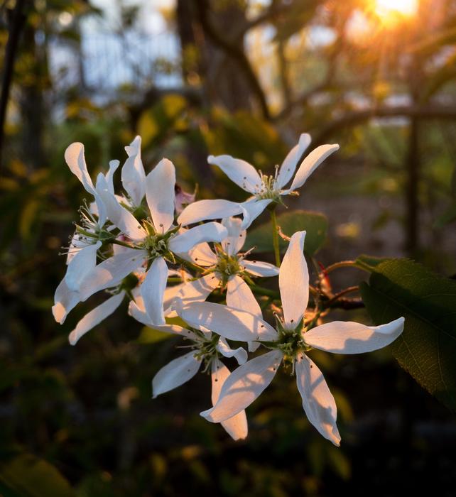 Flower Nature Plant